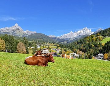 Kühe am Bauernhofurlaub Mittersteghof in Filzmoos, Salzburger Land